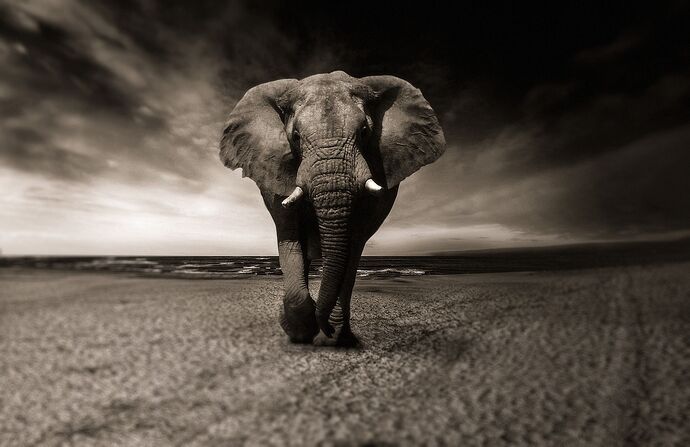 Standing on the Shoulders of a Giant Elephant: Upgrading Discourse to PostgreSQL 13